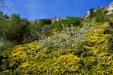 Spring flowering of Genista hispanica and Amelanchier ovalis