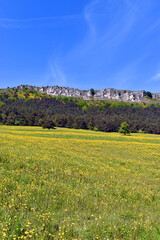 Landscape with yellow flowers in Valderejo Natural Park, Basque Country, Spain