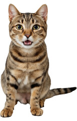 Smiling cat isolated on a transparent background. Great for use in creative projects, pet-themed designs, or digital content needing a cheerful feline image.


