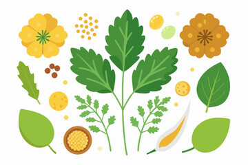 Botanical illustration of mustard plant with yellow flowers, green leaves, black and yellow mustard seeds, and seed pods. Herbal and culinary-themed flat lay design on a white background, ideal for ed