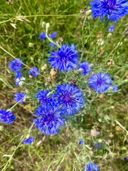 vivid blue cornflower in bloom growing wild in a meadow