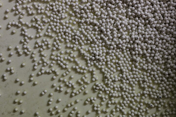 Close-up of numerous small, off-white beads submerged in a light-colored liquid.