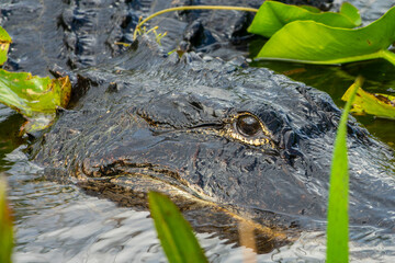 Close up of an alligator eye, Anhinga trail Everglades National Park, Florida wildlife