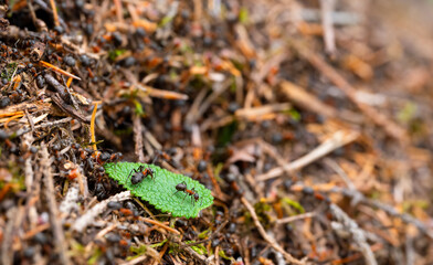 Red wood ants (Formica rufa) on their anthill or nest - a large, conspicuous, dome-shaped mound of twigs and conifer needles, situated in a woodland clearing in Sauerland. Macro with selective focus