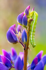 Pale green caterpillar of the "Hebrew character" (Orthosia gothica), a moth in the family Noctuidae. The
larva is green dotted with a yellowish white subdorsal line. Insect feeding on a lupine flower.