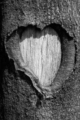 Heart-shaped burst bark of an oak (Quercus) in a forest in the Sauerland (Germany). Wound on the trunk
of the tree caused by climate change and drought. Black and white image with symbolic character.