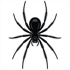 spider on a white background