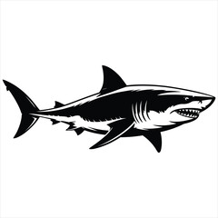 shark vector illustration