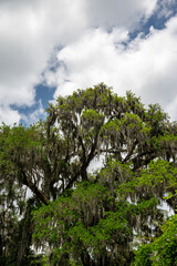 Majestic oak tree draped in Spanish moss under a partly cloudy sky