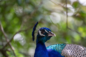 Close-up of a vibrant peacock with iridescent feathers in a lush green environment