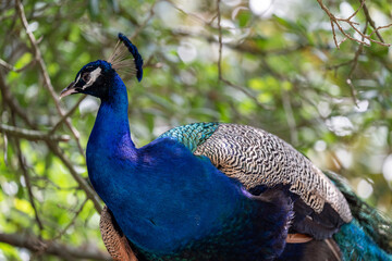 Fototapeta premium Vibrant peacock perched on a branch surrounded by lush greenery