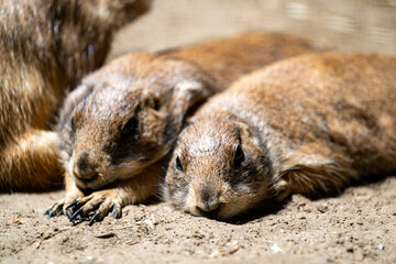 Two adorable prairie dogs resting together in a sandy enclosure