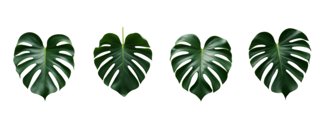A set of four green monstera leaves