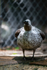 Close-up of a unique bird with mottled feathers standing on a stone surface in a natural habitat