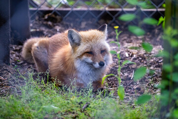 Close-up of a resting red fox in a natural habitat with greenery