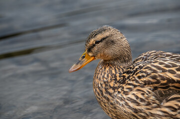 Ente im Wasser