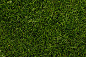 High-resolution image of vibrant green grass, perfect for backgrounds or textures.