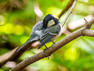 Fototapeta premium 枝にとまるシジュウカラ
