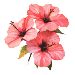 Three hibiscus flowers in varying shades of pink with dark centers and yellow stamens, set against a plain white background