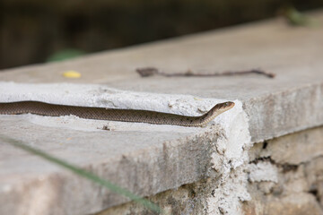 water non-venomous snake of asia, snakes of sri lanka, water snake

