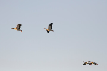 Flock of Egyptian geese in flight