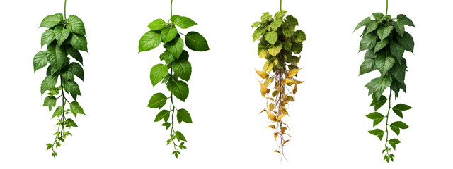A set of four different types of leaves hanging from a string.