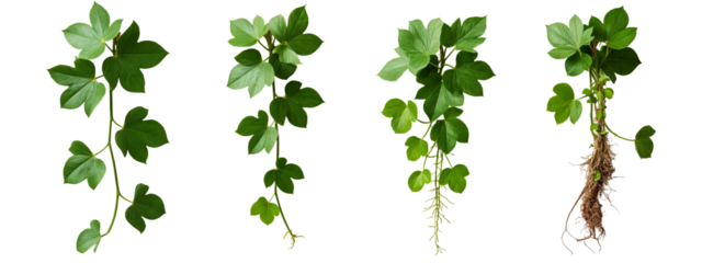 A set of four different views of a plant with green leaves.