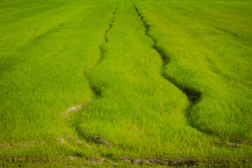 Curved tire marks through fresh green grass in a rural field, symbol of nature, farming, and growth
