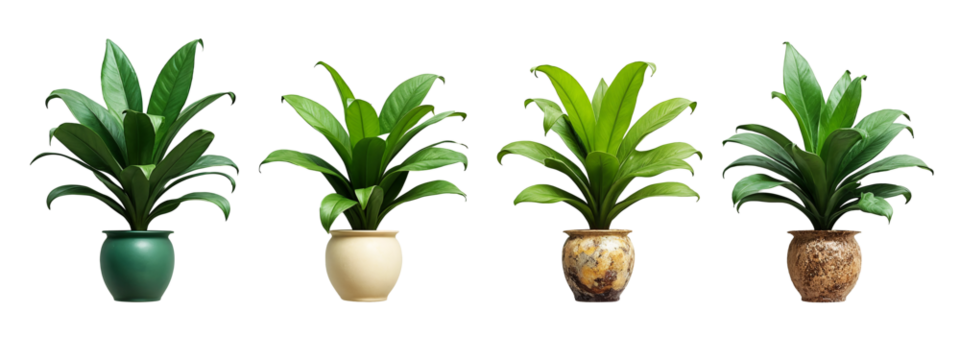 A set of four different types of plants in a pot.