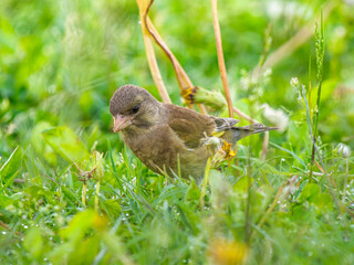草むらのカワラヒワ
