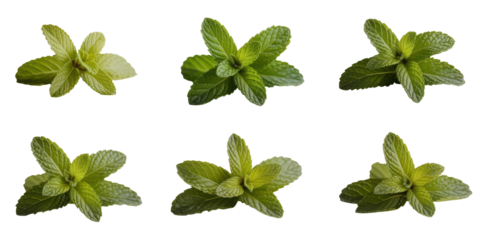Six distinct mint sprig clusters laid out evenly isolated transparent background