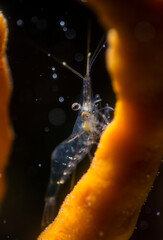 Shrimp crawling on the sea bottom, Eualus sp. Sardinia Mediteranean sea, Alghero.