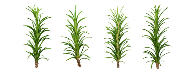 Fototapeta premium A set of four different views of a rosemary plant.