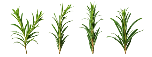 A set of four different views of a rosemary plant.