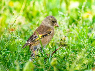 草むらのカワラヒワ