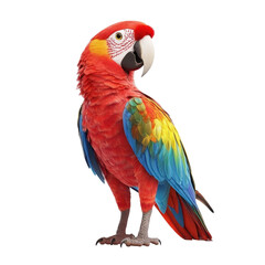 Fototapeta premium Scarlet macaw stands tall and looks to its left with red, yellow, blue, and green feathers on a white background