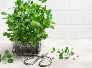 Fresh microgreens growing in plastic container and scissors on table