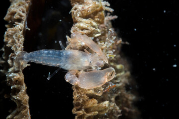 Fan clam shrimp (Pontonia pinnophylax). This tiny transparent-bodied commensal shrimp lives inside Pinna bivalve clam. Alghero, Sardinia. Italy. Porto Ferro N Sardegna