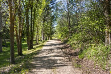 Shady lane walk in a forest.