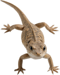 Obraz premium A detailed brown lizard with dark spots and a light underbelly, facing forward with legs spread and tail extended on a transparent background for photostock use.
