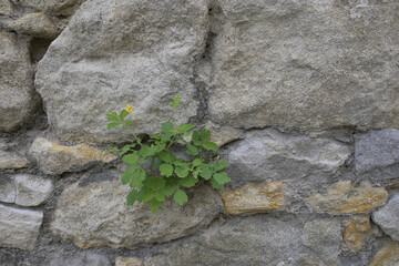 mauerblümchen