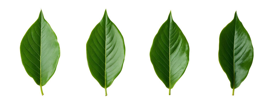 A set of four green leaves