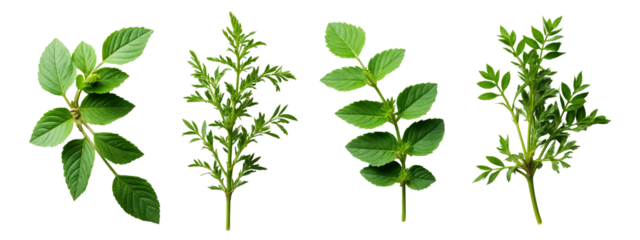 A set of four different types of herbs