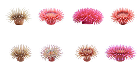 Sea Anemone Varieties: Captivating close-up view of sea anemones showcase a collection of vibrantly colored variations, highlighting the intricate beauty of the ocean's flora. 