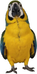Bright parrot isolated on a transparent background. Ideal for use in educational materials, design projects, or exotic animal-themed content.

