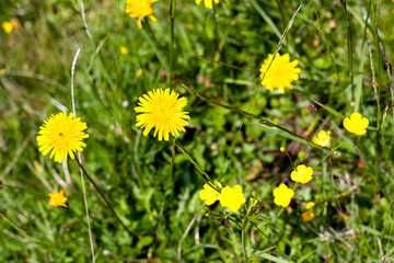 Colorful wildflowers bloom vibrantly in the lush green meadows of Tyrol, Austria's majestic Alps during a bright sunny day