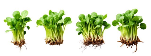 A set of four different views of a plant with green leaves and roots.