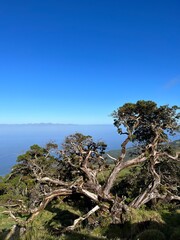 Scenic Mountain View with Unique Twisted Tree Against Clear Blue Sky