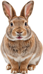 Cute rabbit with big ears and soft brown-white fur, isolated on a transparent background. Detailed texture and calm expression with natural tones and realistic features.