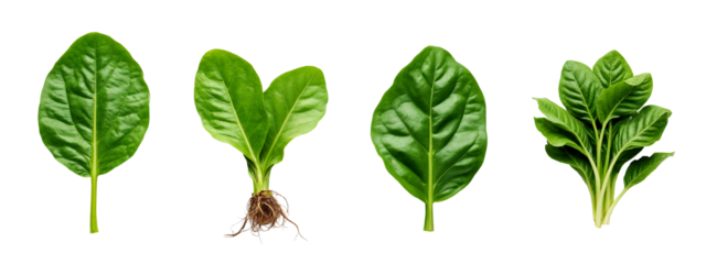 A set of four different views of a leafy plant.